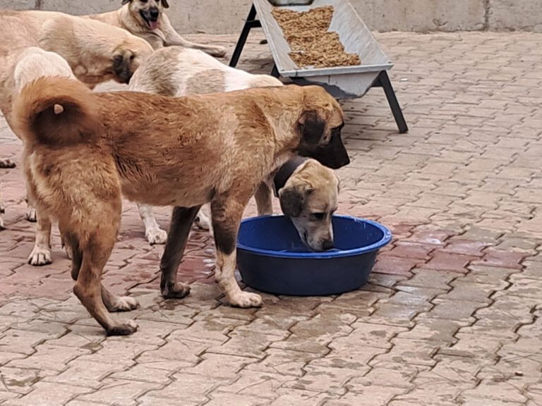 Bericht Tierheimbesuch – 14. Juni 2025
