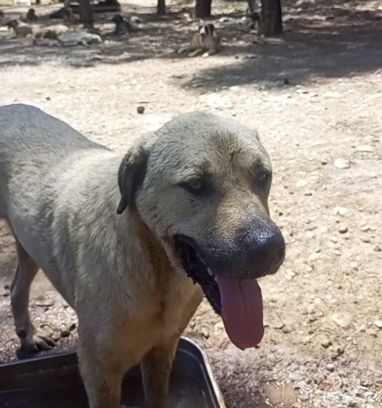 Die Hunde leiden unter der unerträglichen Hitze