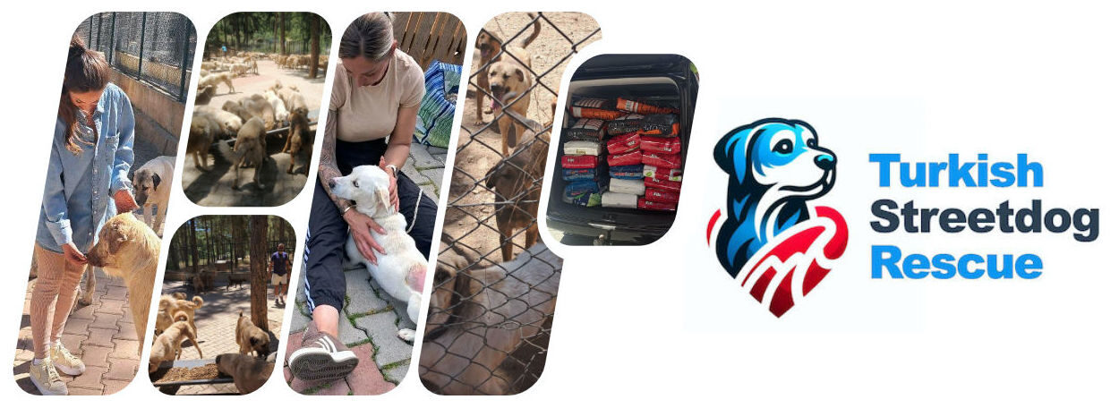 Turkish Streetdog Rescue Alanya